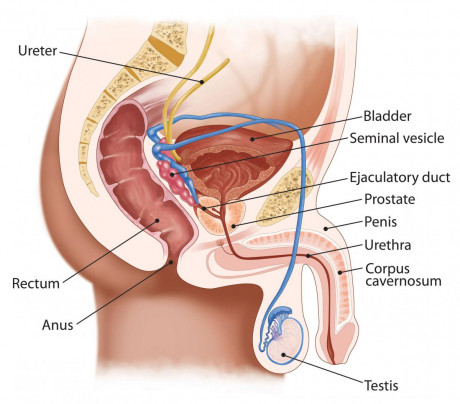 Can Masturbation Cause Weak Erections 33 Sex