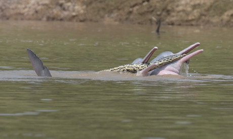 Two Sexually Aroused Male Dolphins Are Seen Playing With An Anaconda And Carrying It In Their Mouths Mail