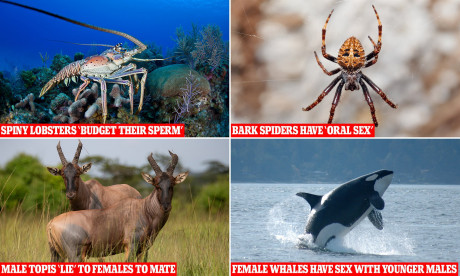 The Surprising Sex Life Of The Animal Kingdom Revealed In A Book Mail